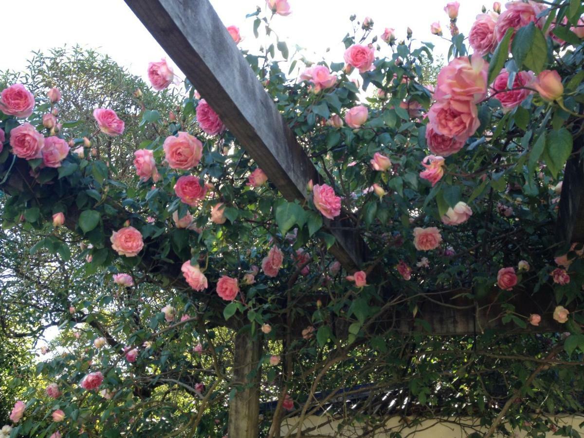 Country Bliss Cottage グレイタウン エクステリア 写真